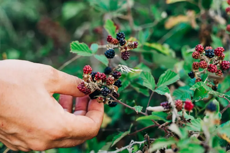 Wild Foraging Meets Modern Nutrition: A Practical Guide