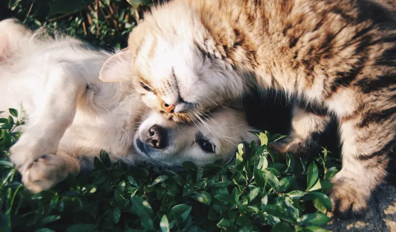 The Healing Power of Companionship: How Pets and Community Boost Senior Health - Your Health Directory The Healing Power of Companionship: How Pets and Community Boost Senior Health - Your Health Directory