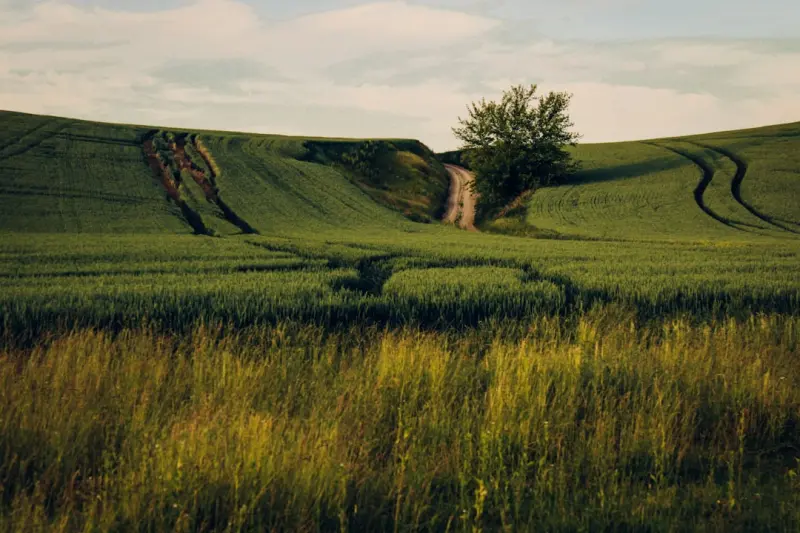 Reclaiming Your Inner Landscape: A Holistic Blueprint for Body Detox - Your Health Directory