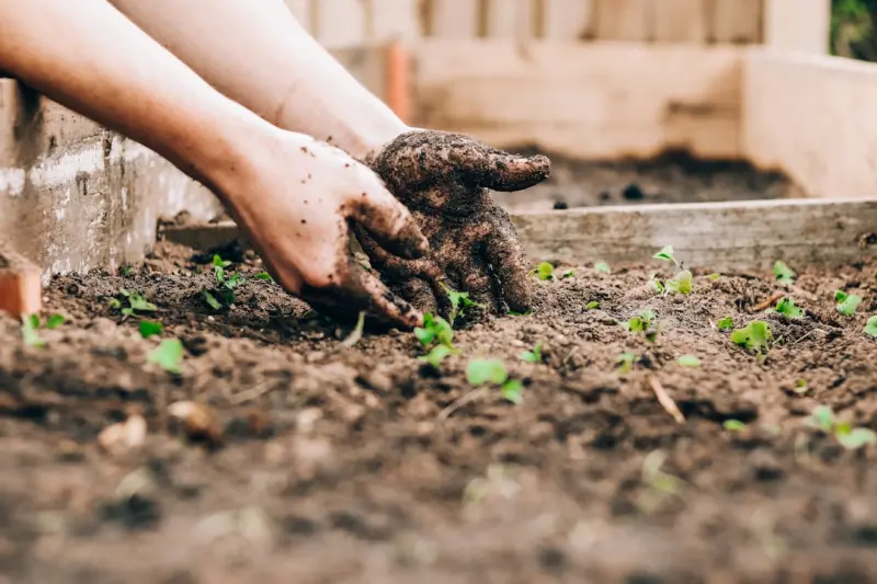 Synaptic Gardening: Cultivating Brain Health Through Playful Curiosity