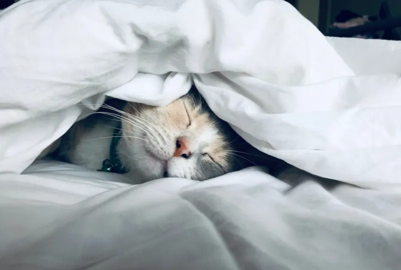 Sleeping Soundly: Paul Gray’s Holistic Blueprint to Tackle Sleep Apnea