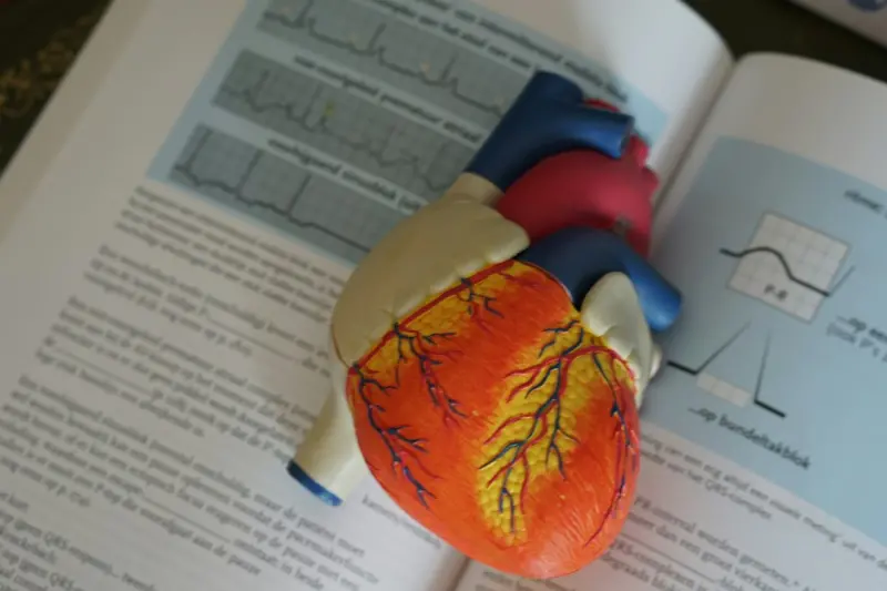 Heartbeats & Hormones: Uncovering Women’s Cardiac Health in the Modern Age - Your Health Directory Heartbeats & Hormones: Uncovering Women’s Cardiac Health in the Modern Age - Your Health Directory