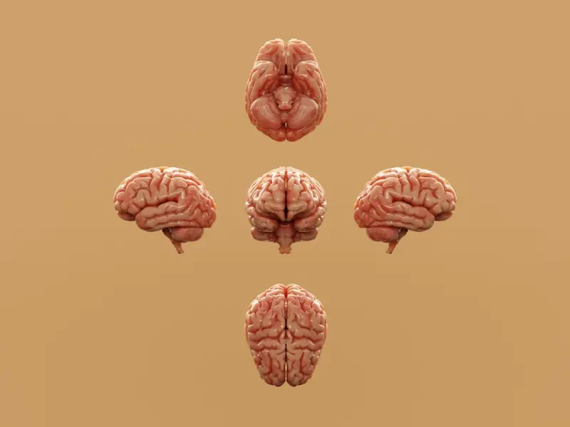Unlocking the Power of Intentional Daydreaming for Brain Vitality - Your Health Directory