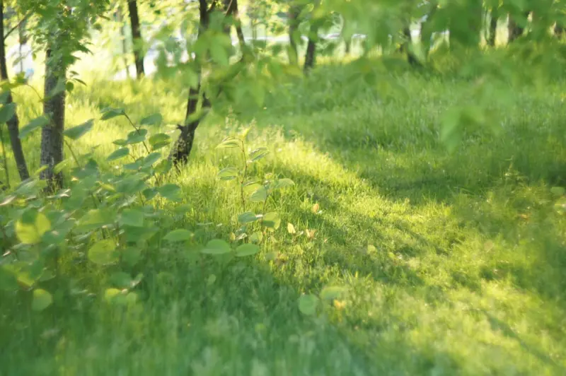 Quiet Zones: How Your Environment Can Naturally Lower Blood Pressure - Your Health Directory Quiet Zones: How Your Environment Can Naturally Lower Blood Pressure - Your Health Directory