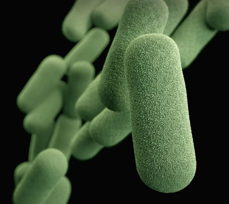 The Vaginal Microbiome: Your Hidden Ally in Whole‑Body Health - Your Health Directory