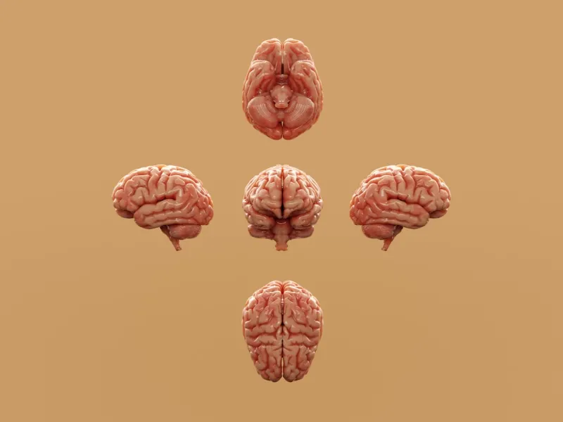 Holistic Strategies to Boost Brain Health and Cognitive Vitality Holistic Strategies to Boost Brain Health and Cognitive Vitality