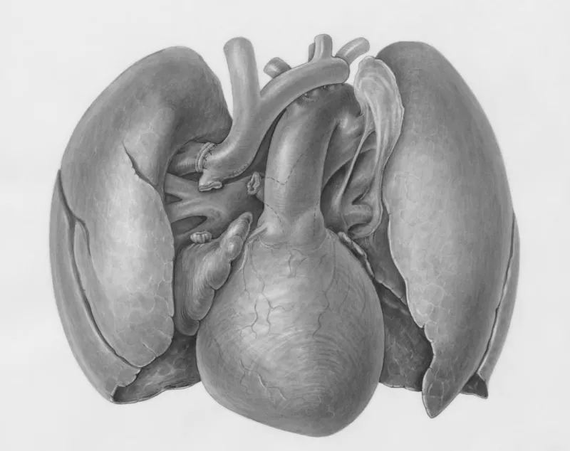 The Hidden Connection: Liver Health and Overall Wellbeing The Hidden Connection: Liver Health and Overall Wellbeing