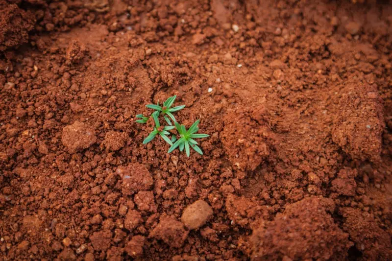 Grounded Health: How Soil Connection Boosts Immunity and Mood
