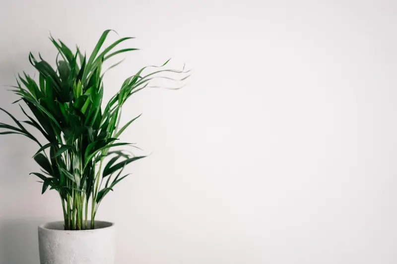 Green Your Space: How Indoor Plants Boost Immunity, Mood, and Focus - Your Health Directory Green Your Space: How Indoor Plants Boost Immunity, Mood, and Focus - Your Health Directory
