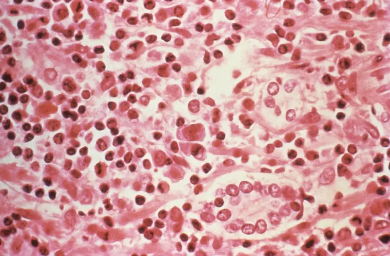 Feeding the Engine: Harnessing the Gut‑Liver Axis for Peak Health - Your Health Directory
