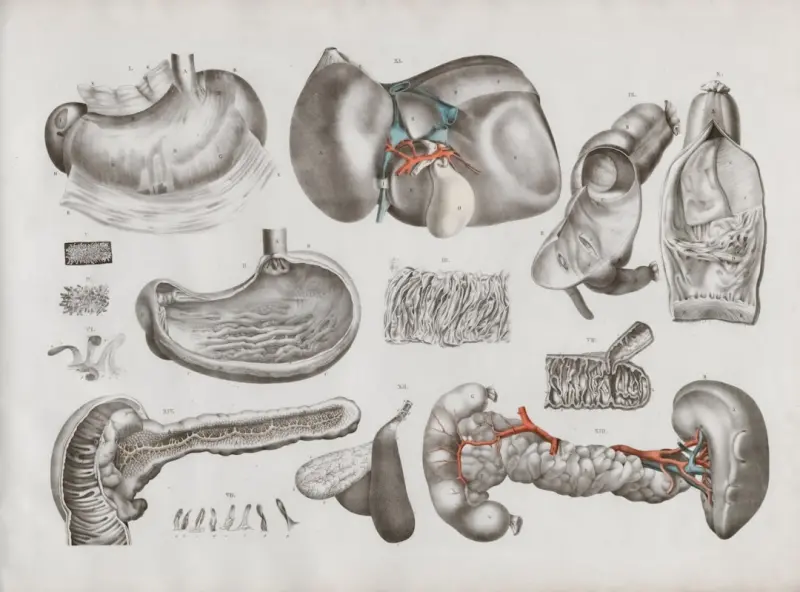 The Liver‑Mind Connection: How Hepatic Health Shapes Mood and Energy - Your Health Directory The Liver‑Mind Connection: How Hepatic Health Shapes Mood and Energy - Your Health Directory