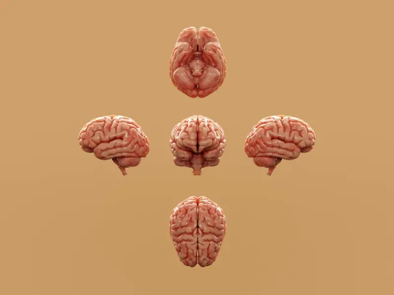 Nurturing Your Gut for a Sharper, More Resilient Brain