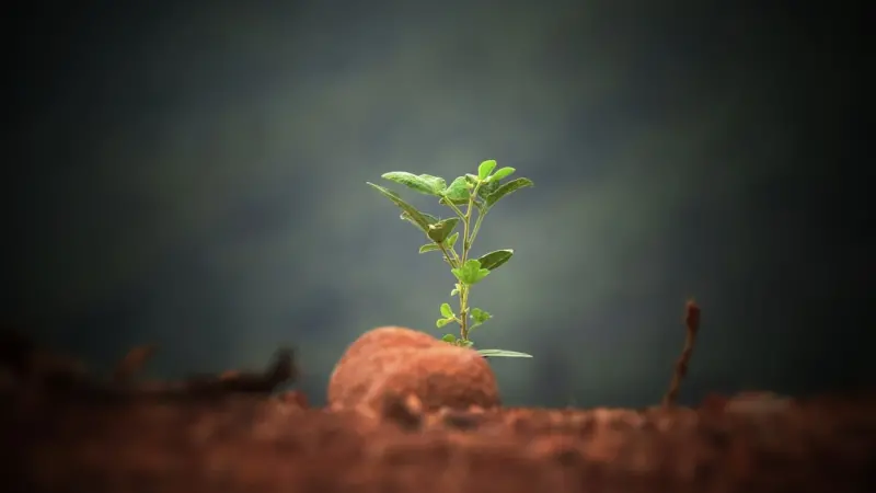 Cultivating Purpose: The Secret Ingredient for Thriving in Later Life Cultivating Purpose: The Secret Ingredient for Thriving in Later Life