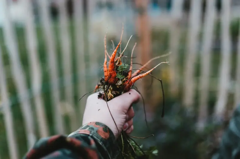 Cultivating a Resilient Gut Through Seasonal Food Cycling - Your Health Directory Cultivating a Resilient Gut Through Seasonal Food Cycling - Your Health Directory