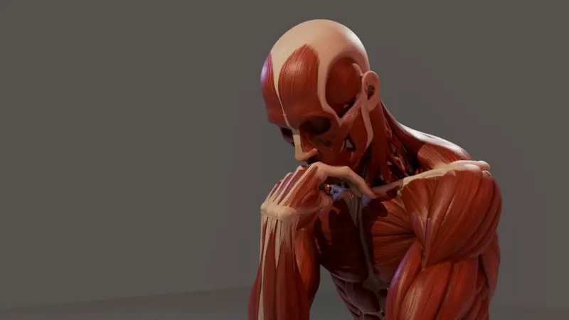 Rewiring Your Muscles: How Neuromuscular Priming Accelerates Hypertrophy Rewiring Your Muscles: How Neuromuscular Priming Accelerates Hypertrophy