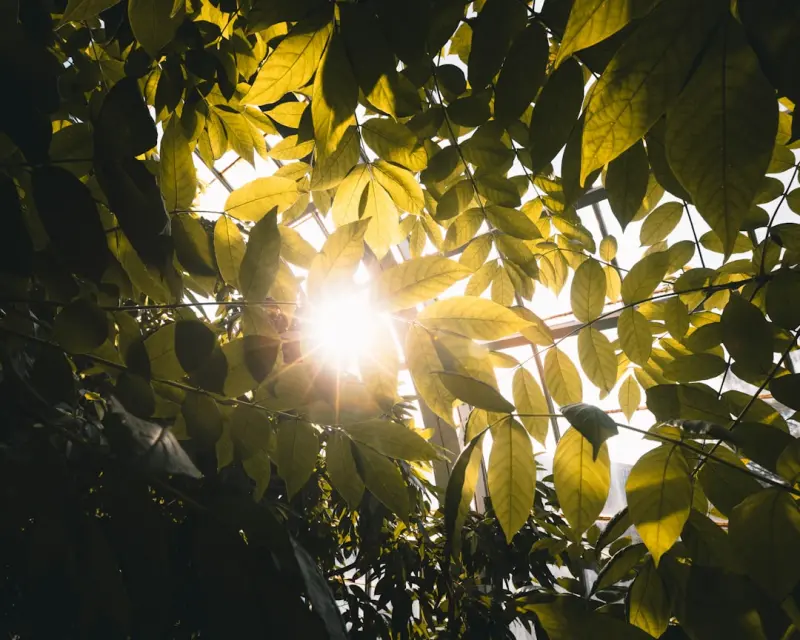 Seasonal Light: The Hidden Health Booster Seasonal Light: The Hidden Health Booster