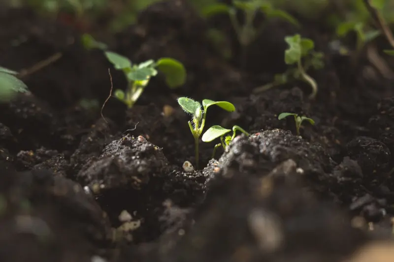 Rewilding Your Gut: The Power of Soil‑Based Probiotics Rewilding Your Gut: The Power of Soil‑Based Probiotics