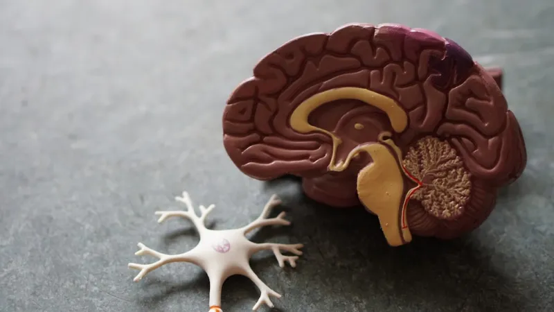 Unlocking the Secrets to Peak Brain Health: A Holistic Journey