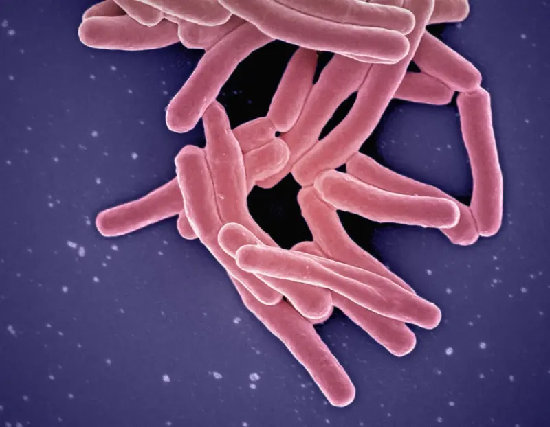 How Your Gut Microbiome Shapes Decisions and Boosts Creative Flow How Your Gut Microbiome Shapes Decisions and Boosts Creative Flow