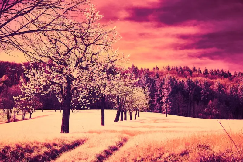 Seasonal Rhythm: Aligning Lifestyle With Nature’s Cycles for Longevity