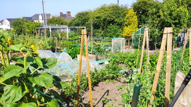 Harvesting Health: How Community Gardens Revitalize Seniors’ Bodies, Minds, and Social Lives