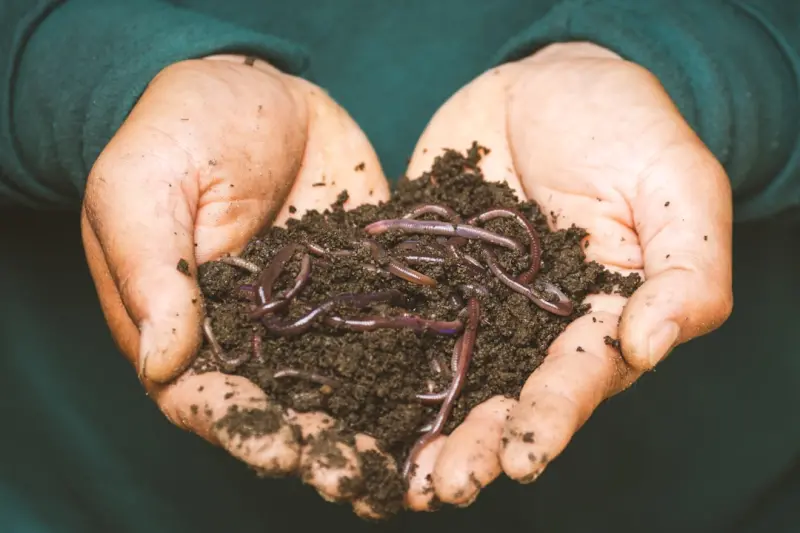 From Soil to Stomach: Reimagining Gut Health Through Home Gardening - Your Health Directory From Soil to Stomach: Reimagining Gut Health Through Home Gardening - Your Health Directory