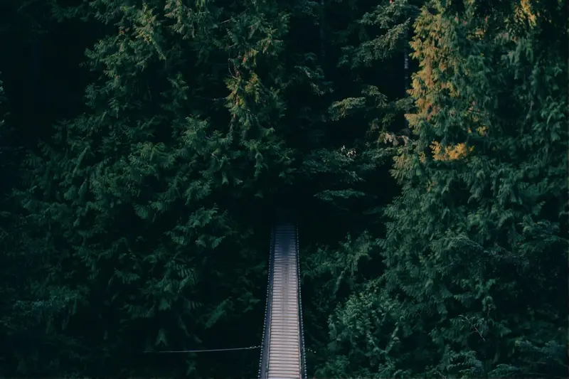 Finding Balance Among the Trees: Forest Bathing for Women’s Hormonal Health - Your Health Directory
