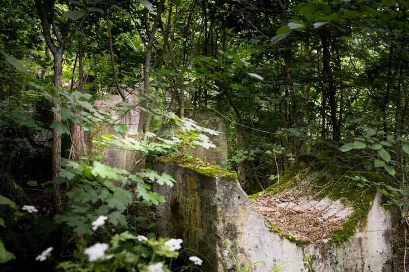 Finding Calm in Concrete: How Forest Bathing Can Transform Your Workday