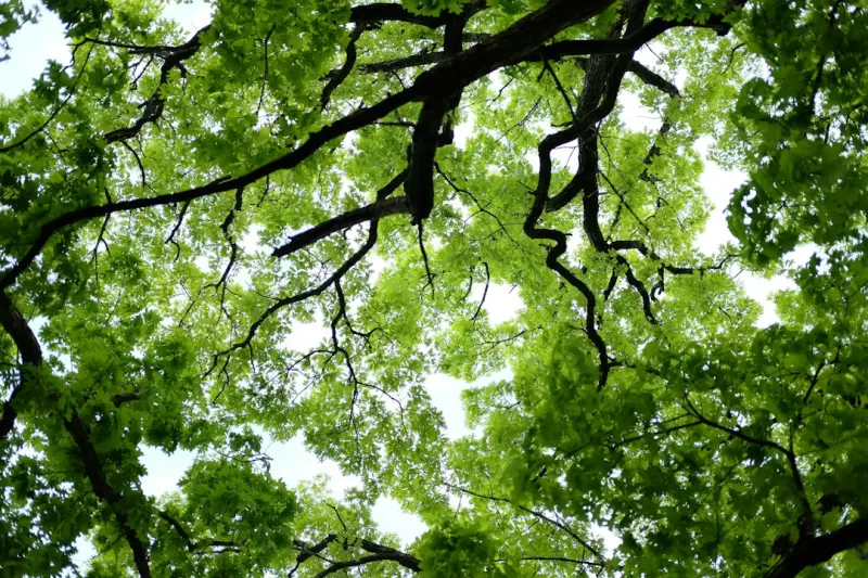Finding Calm in the Canopy: Natural Healing for Seniors - Your Health Directory