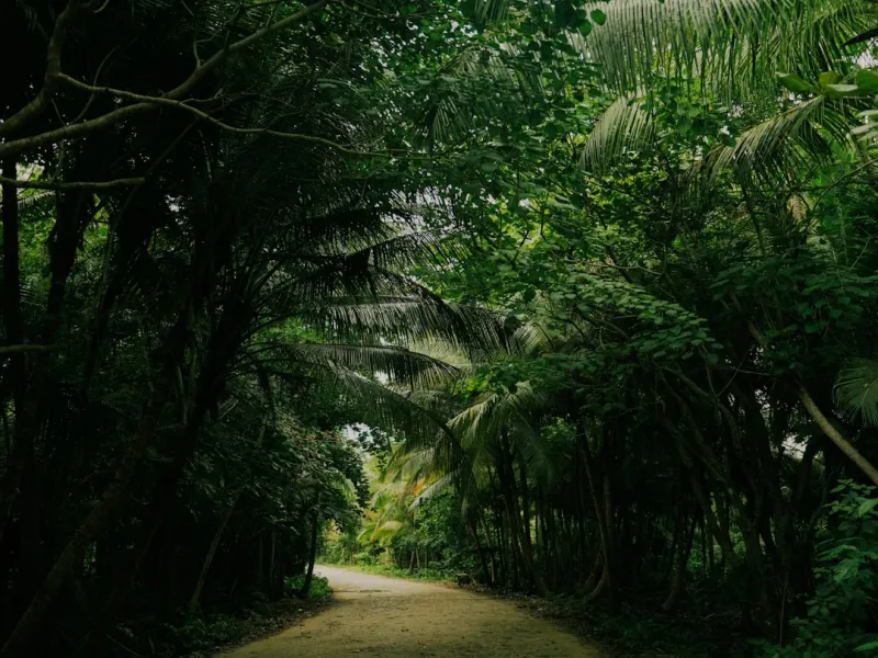 The Hidden Path to Mental Wellness: A Holistic Journey