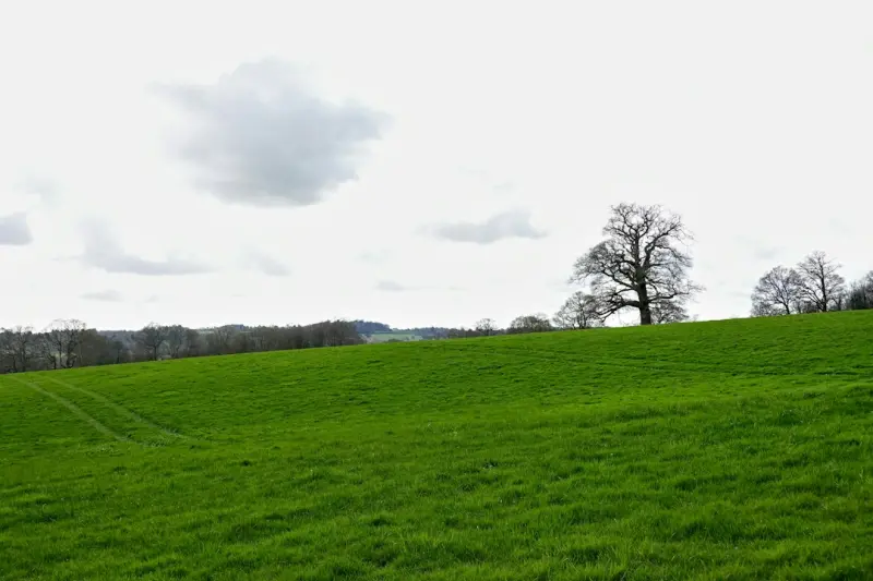 Cultivating Cognitive Gardens: How Green Spaces Sharpen Your Brain - Your Health Directory Cultivating Cognitive Gardens: How Green Spaces Sharpen Your Brain - Your Health Directory
