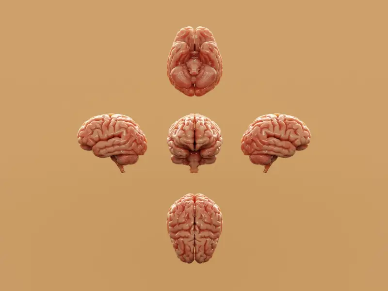 The Hidden Longevity Hack: Building a Brain Fitness Routine for Busy Professionals - Your Health Directory The Hidden Longevity Hack: Building a Brain Fitness Routine for Busy Professionals - Your Health Directory
