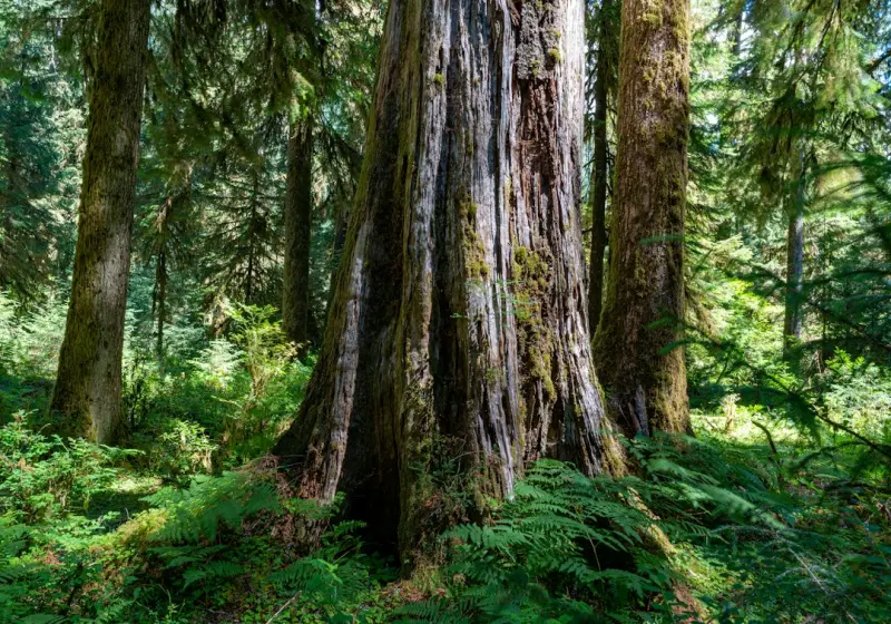 The Quiet Revolution: How Intentional Silence Fuels Longevity - Your Health Directory The Quiet Revolution: How Intentional Silence Fuels Longevity - Your Health Directory