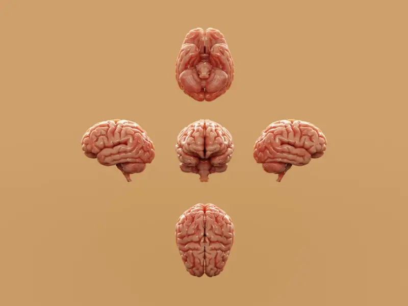 Rewire Your Senses: A Brain‑Friendly Blueprint for Sustainable Weight Loss Rewire Your Senses: A Brain‑Friendly Blueprint for Sustainable Weight Loss